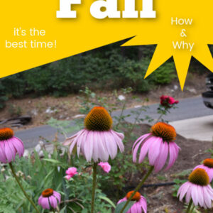 Echinacea Purple Coneflower with Text overlay, Fall is the best time to garden, flowerpatchfarmhouse.com