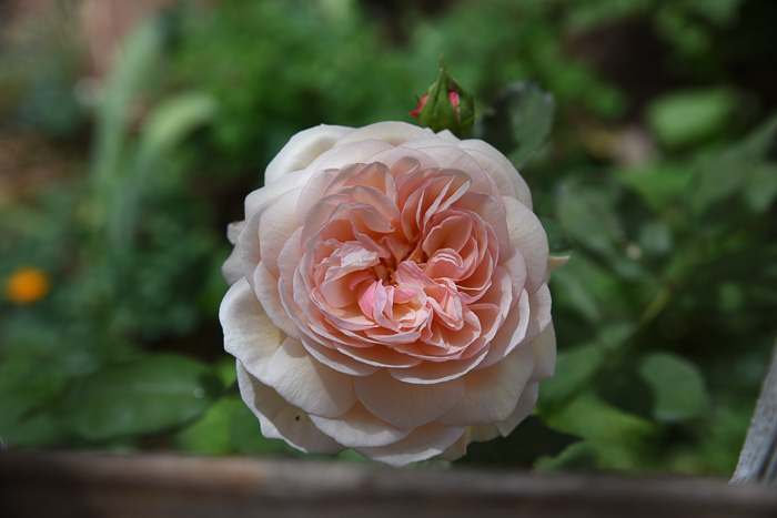 Shropshire Lad David Austin Rose.