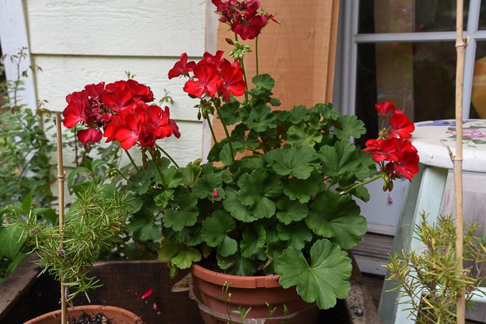 Zonal Geraniums, Red pelargoniums. August 27 garden journal 