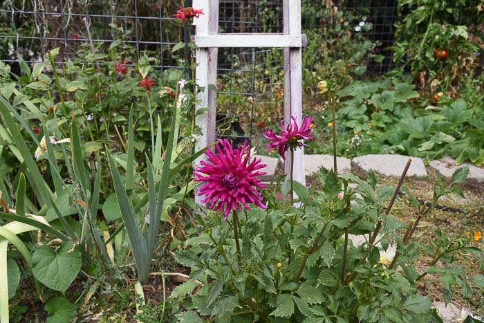 Cactus Dahlia, August 27 garden journal FlowerPatchFarmhouse