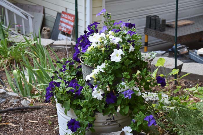 Waterfall petunia mix in galvanized tubs