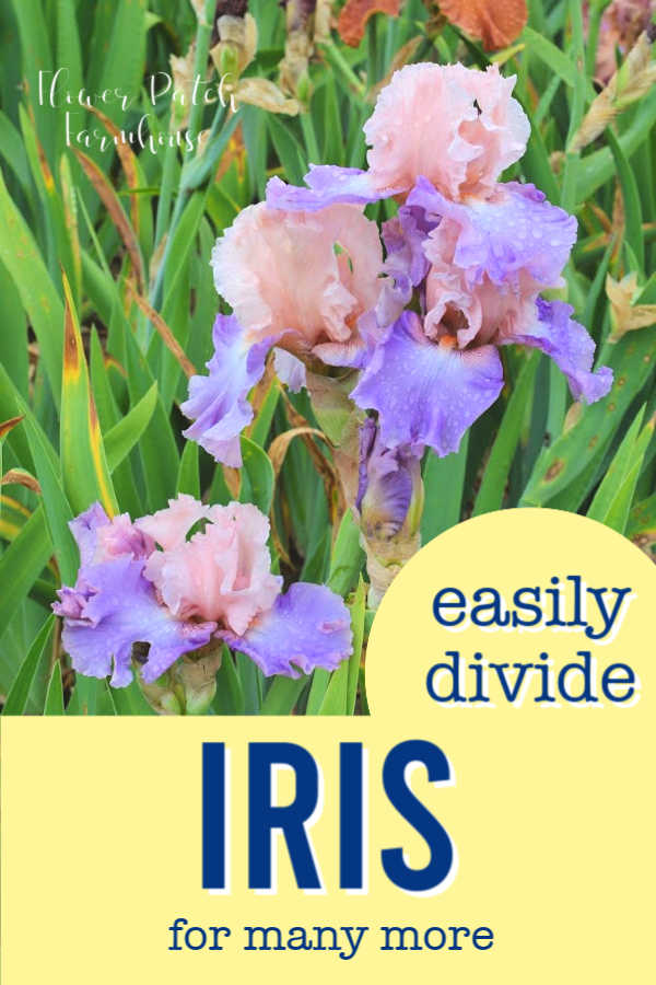 pink and lavender iris with text overlyay, Easily divide Iris for many more, Flower Patch Farmhouse