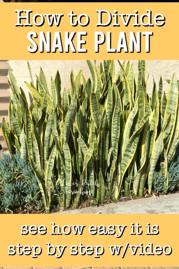 How to Divide Sansevieria or Snake Plant Flower Patch
