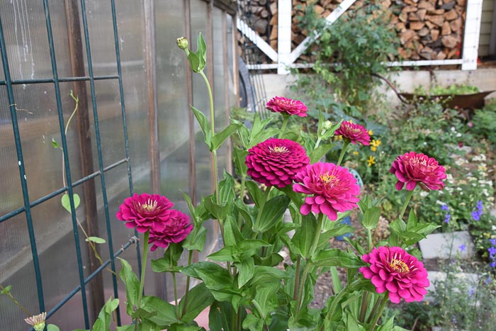 Benary Zinnia in garden, Zinnias