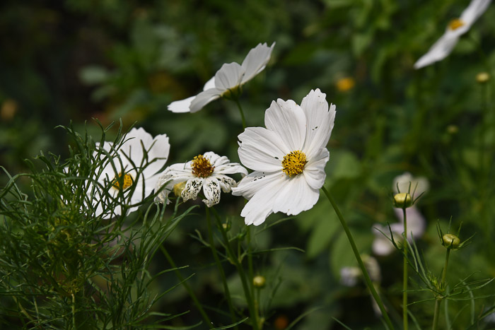 White cosmos, August Garden Journal