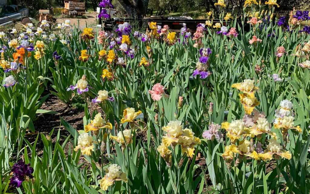 mass of Iris in the garden