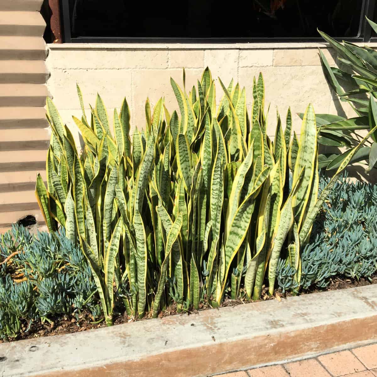 Divide Sansevieria Snake Plant