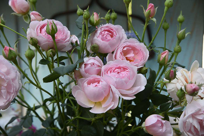 David Austin Sceptre de Isle rose, August Garden Journal