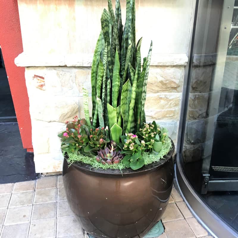 potted-sansevieria-trifisciata with other plants