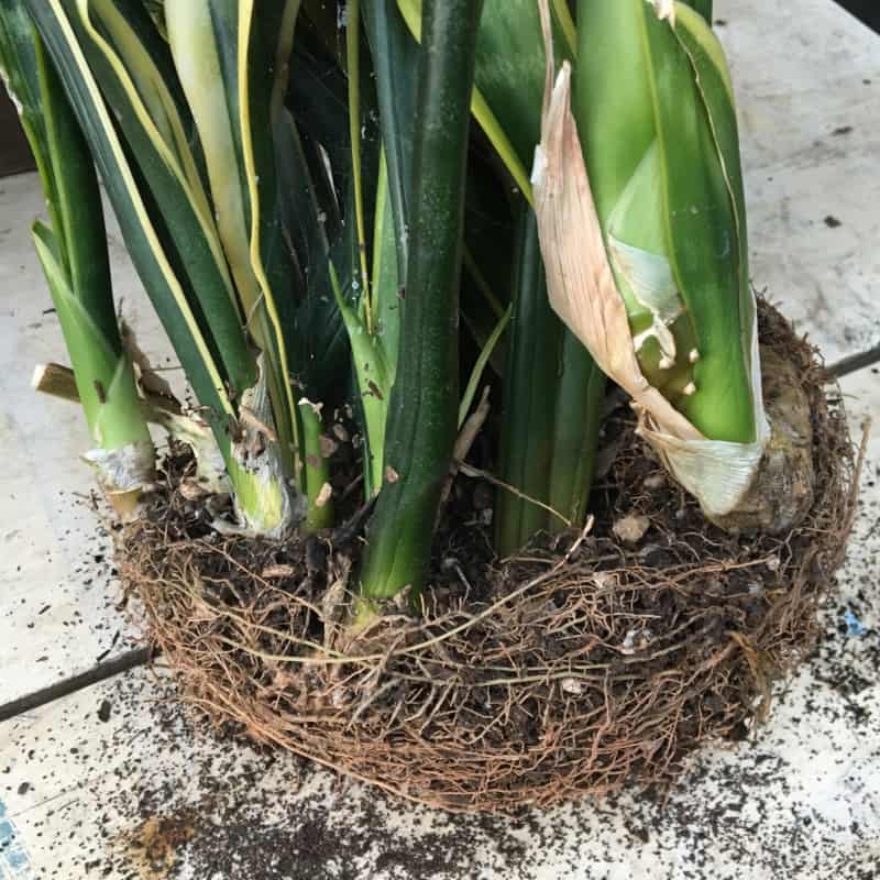 root mass of sansevieria that needs dividing