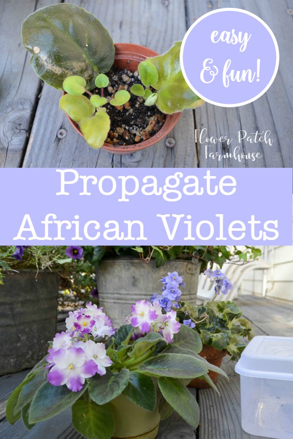 African violets with text, easy Propagate African Violets