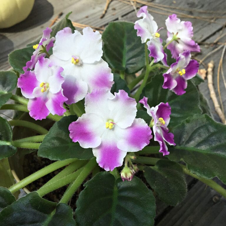 African violet in white with magenta markings, propagate african violets from leaf cuttings