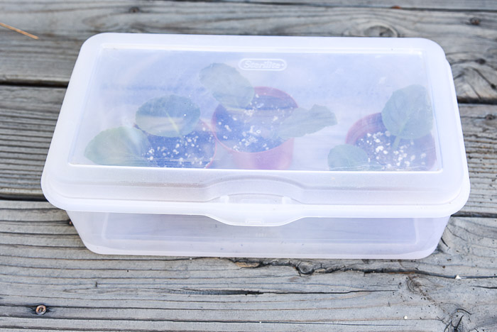 African Violet Cuttings in box for rooting, easy Propagate African Violets 