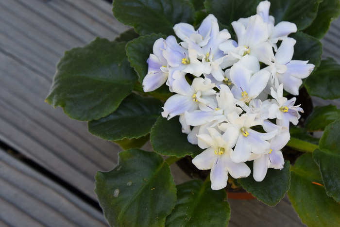 White with Lavender African Violet, easy Propagate African Violets 