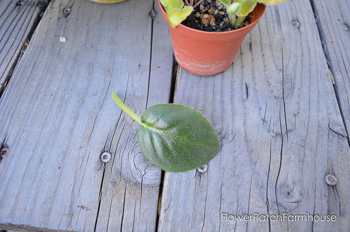 African Violet Leaf, easy Propagate African Violets 