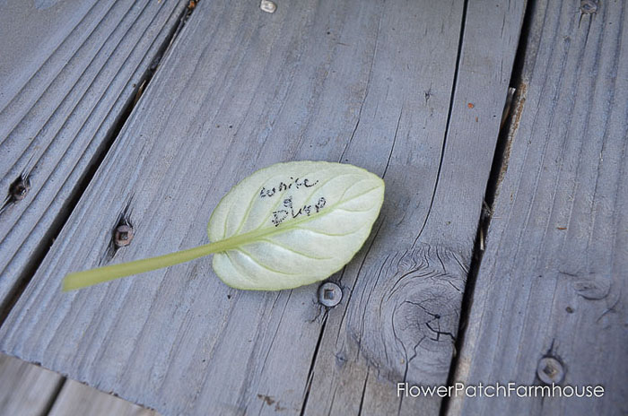 back of african violet leaf, easy Propagate African Violets 