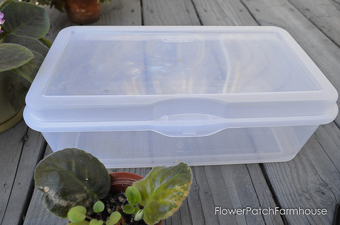 plastic flip top sterlite container,easy Propagate African Violets 