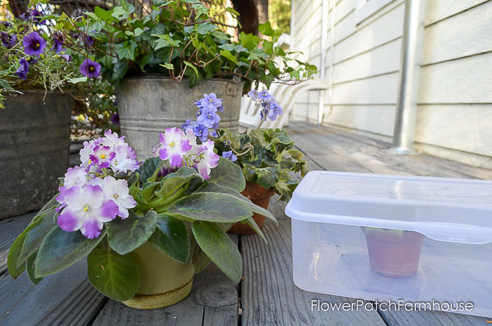 Purple and White African Violets