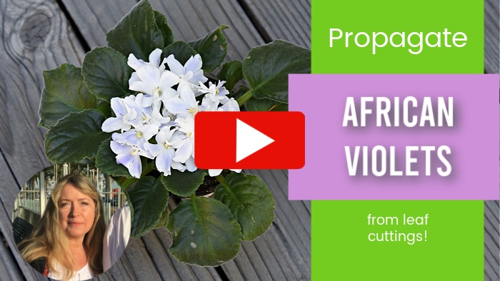 Propagate African Violets video link