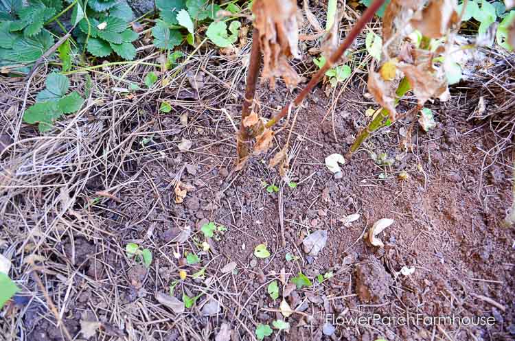 Easy dig up dahlias