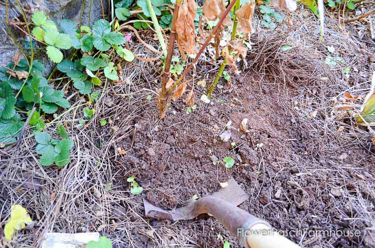 Digging up a dahlia tuber, Easy dig up dahlias