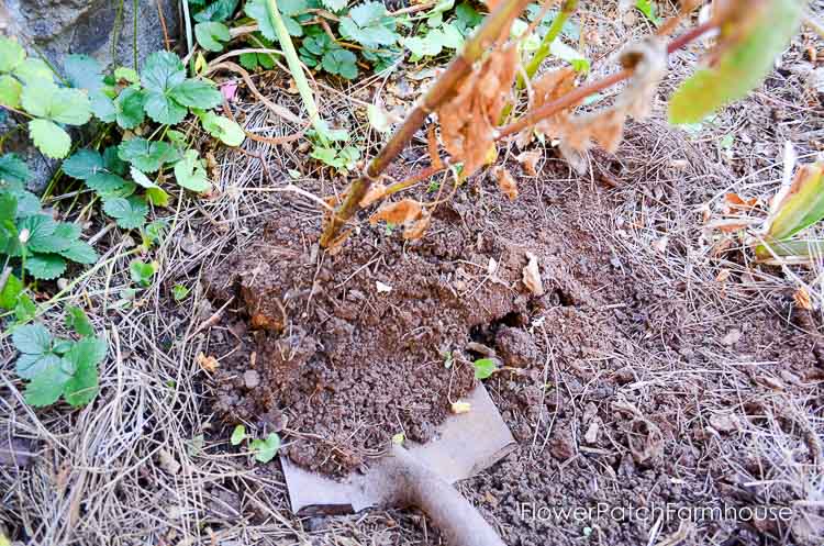 Easy dig up dahlias