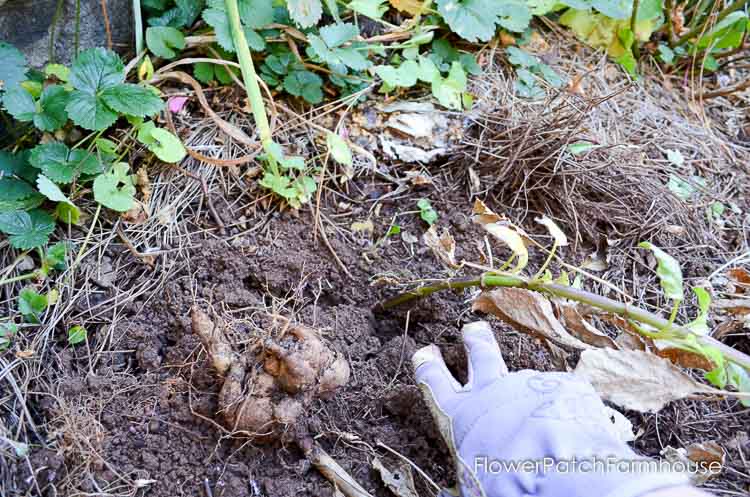 Easy dig up dahlias