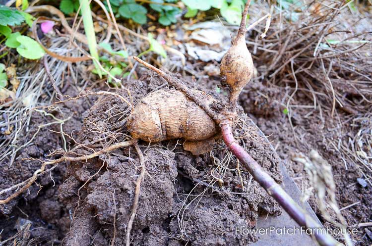 Easy dig up dahlias