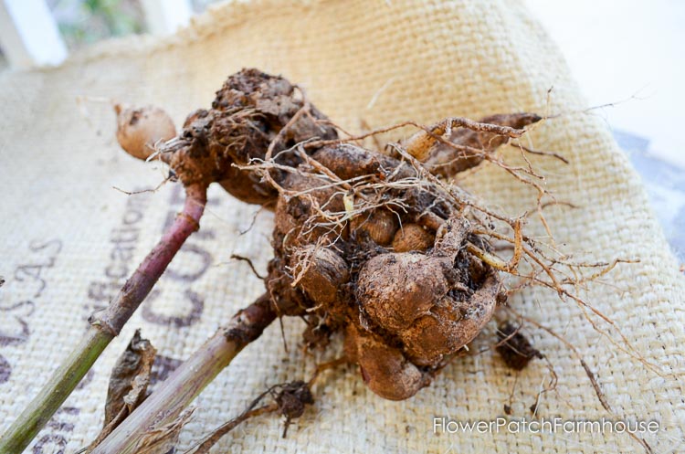 Easy dig up dahlias