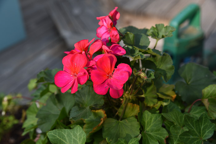 Bright pink zonal geranium, Garden Journal