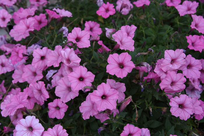 Vista Bubble Gum pink petunias in wine barrels. 