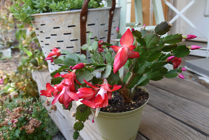 Exotic dancer thanksgiving cactus. Schlumbergera truncata