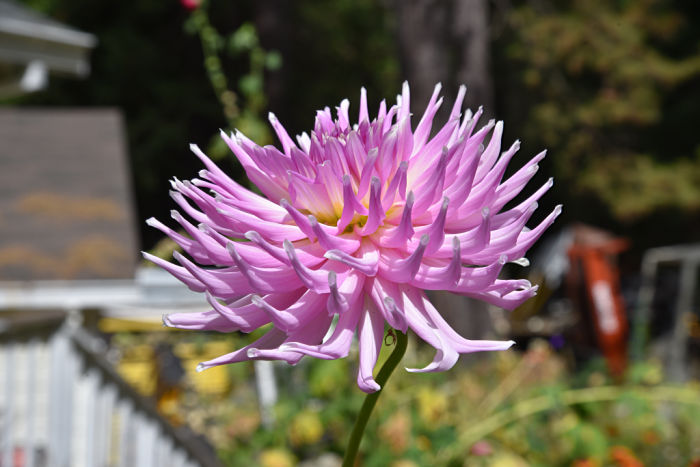 Cactus dahlia, garden journal FlowerPatchFarmhouse