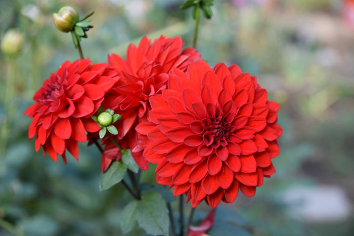 Red dahlia, November garden journal