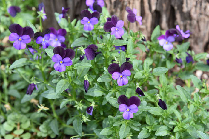 Violas, FlowerPatchFarmhouse garden journal