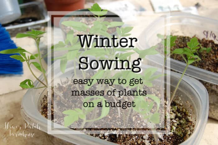 winter sown seedlings with text overlay