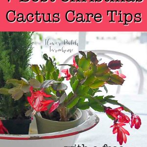 Christmas cactus blooming in centerpiece, FlowerPatchFarmhouse.com