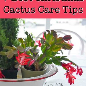 Christmas Cactus / Thanksgiving cactus blooming with European cypress in graniteware tub, FlowerPatchFarmhouse