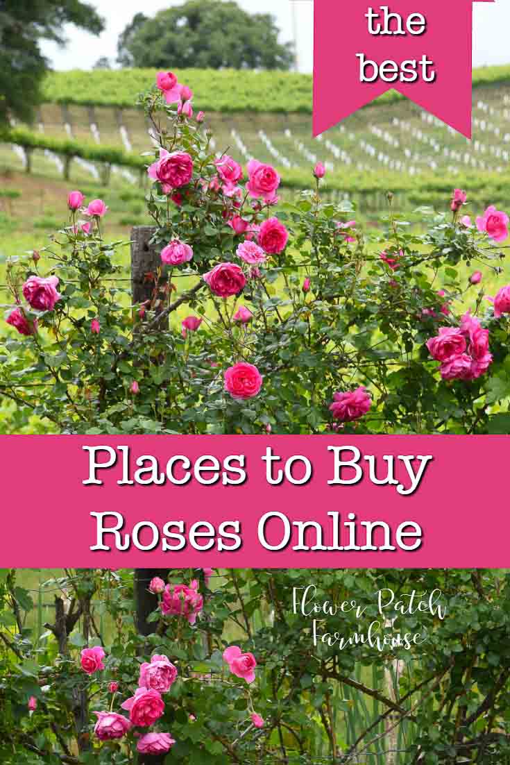 Bright Pink rose climbing on fence, best places to buy roses online, flowerpatchfarmhouse.com