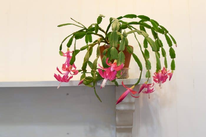 Blooming Christmas Cactus on Shelf, flowerpatchfarmhouse.com