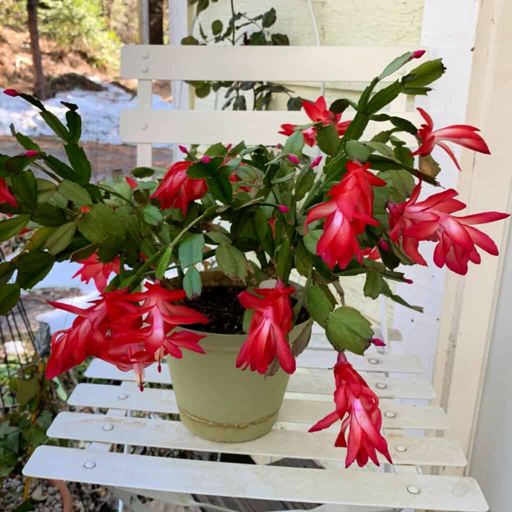 Exotic Dancer Thanksgiving Cactus in bloom