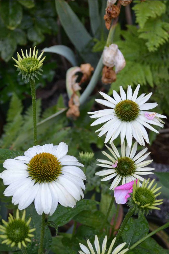 White Swan Echinacea coneflower, how to divide echinacea conflower, Flower Patch Farmhouse