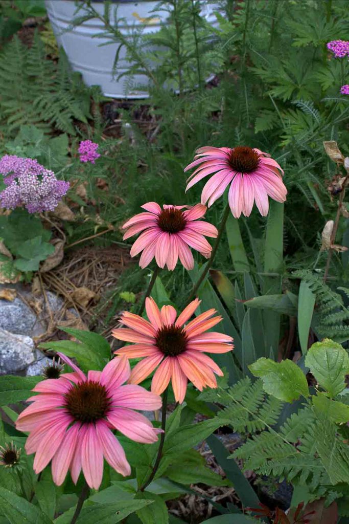 Katie Saul or Summer Sky Echinacea, how to divide Echinacea, Flower Patch Farmhouse