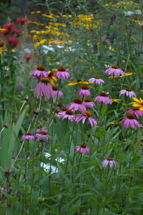 Purple coneflower, rudbeckias and Bee balm, how to divide echinacea conflower,