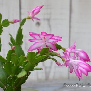 Thanksgiving Cactus blooming in Pink and White, FlowerPatchFarmhouse.com