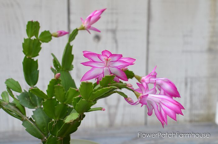 Thanksgiving Cactus blooming in Pink and White, FlowerPatchFarmhouse.com