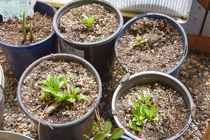 White Swan echinacea sprouts