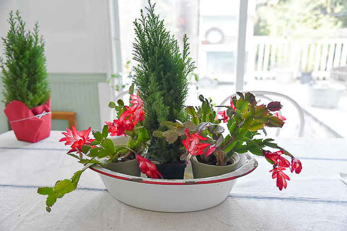 Thanksgiving Christmas Cactus in Graniteware tub, FlowerPatchFarmhouse.com