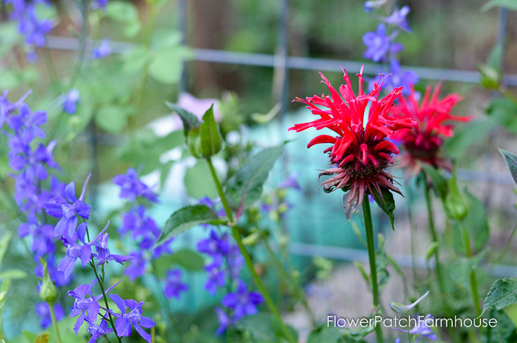 Monarda Bee Balm and Larkspur Flowers, 