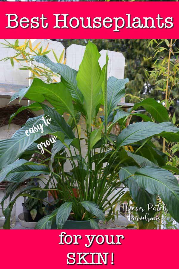 Peace Lily with text overlay, Best houseplants for your skin, FlowerPatchFarmhouse.com